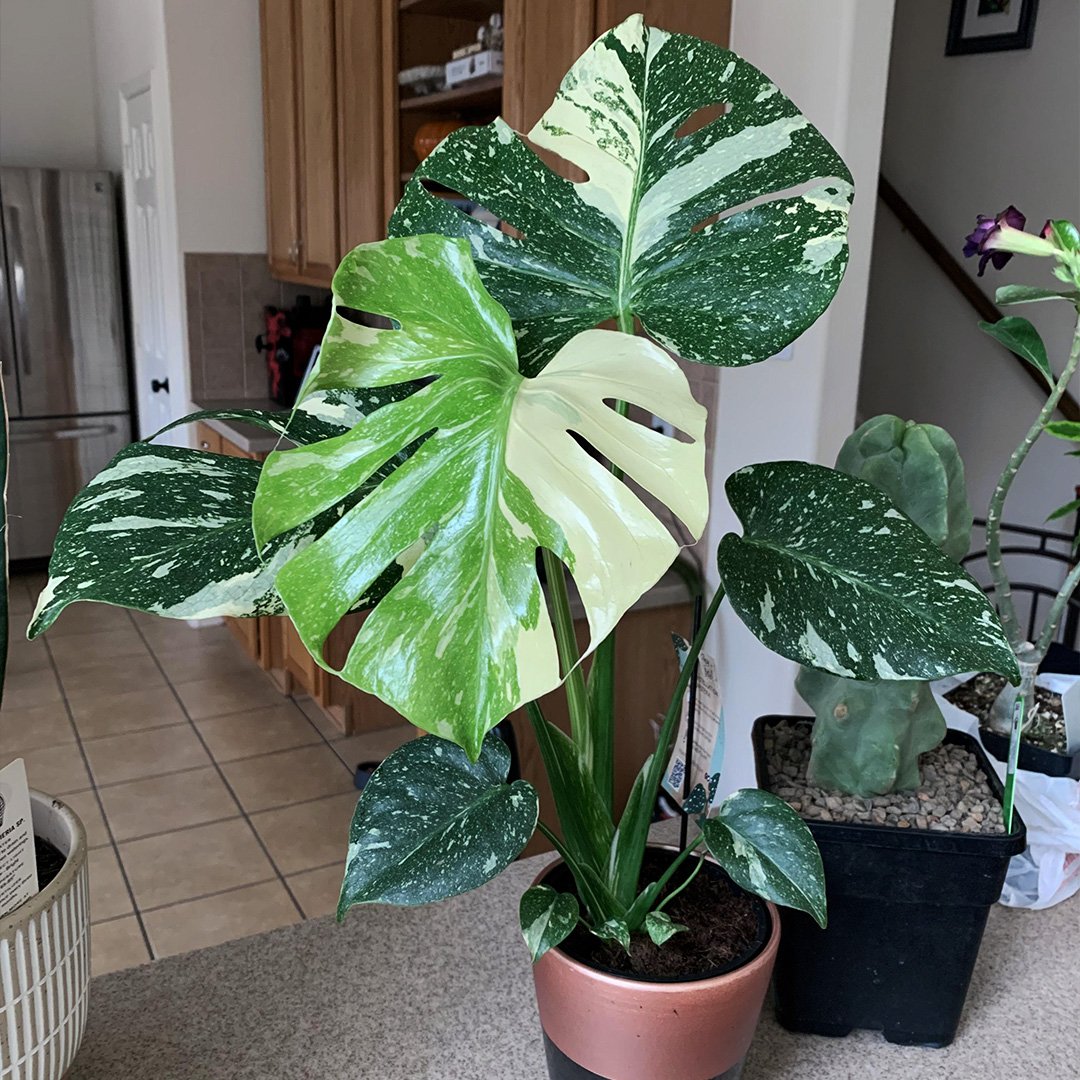 Monstera Thai Constellation